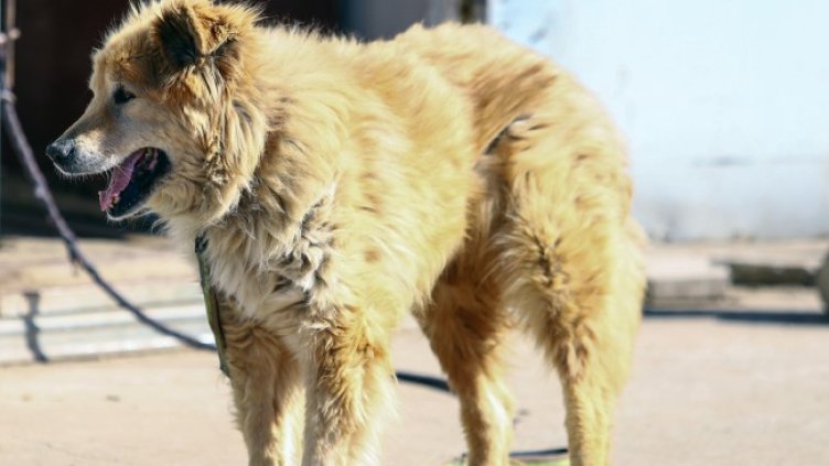 Снимка БГНЕС, архив