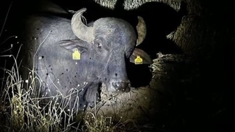 Снимка БГНЕС