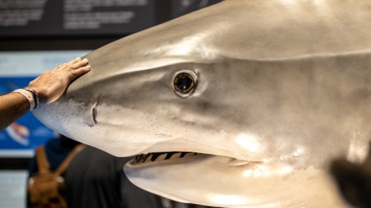 Снимка: БГНЕС/ЕРА