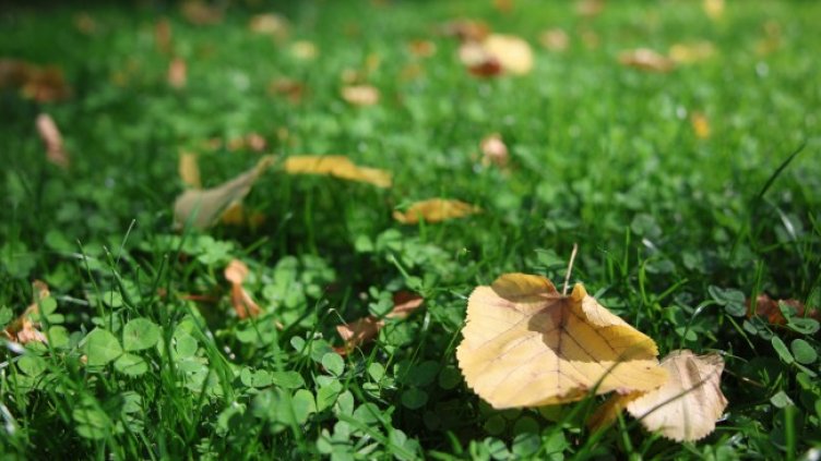 Снимка БГНЕС