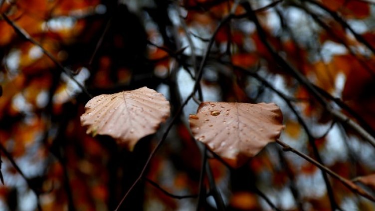 Снимка: архив, БГНЕС