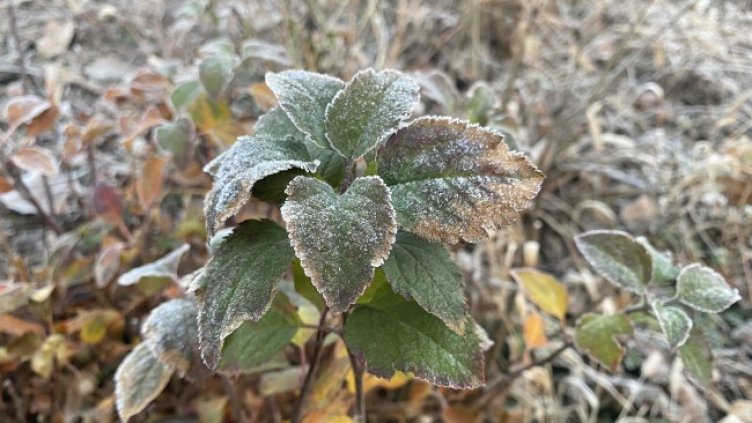 Снимка: БГНЕС