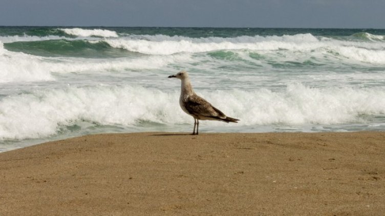 Снимка БГНЕС, архив