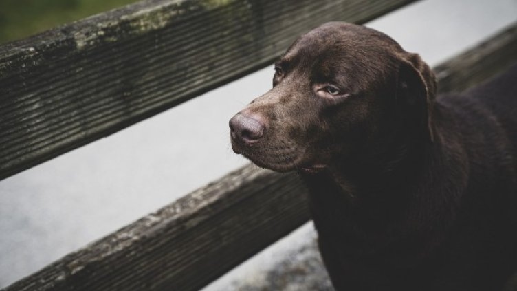 Снимка: Pixabay