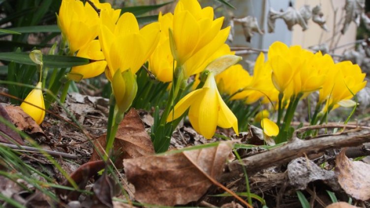 Снимка: архив, БГНЕС