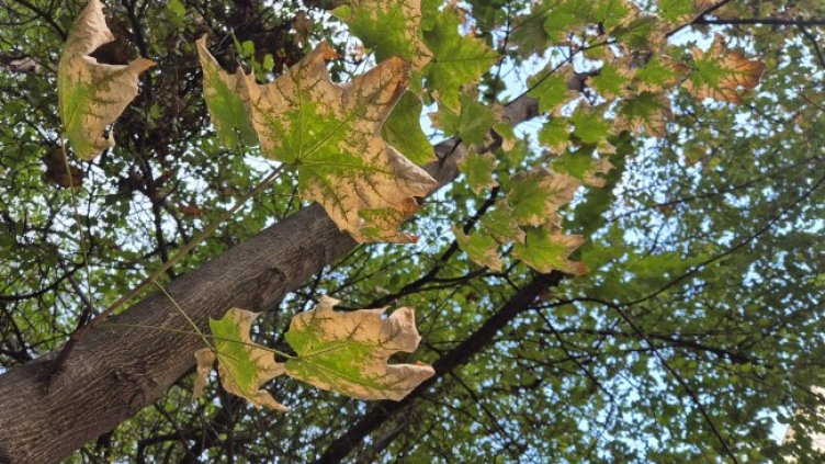 Снимка: архив, БГНЕС