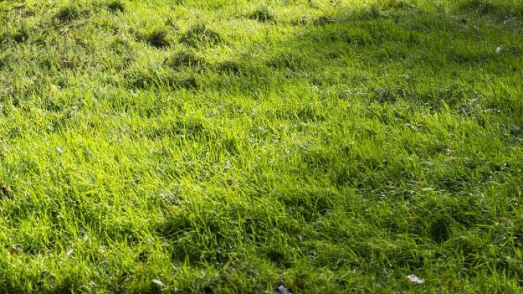 Снимка: архив, БГНЕС