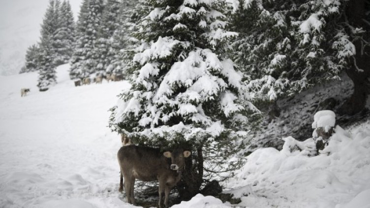 Снимка: БГНЕС