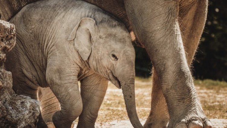 Снимка: Pixabay