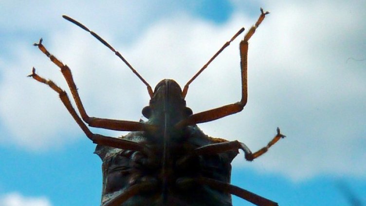 Снимка: Pixabay