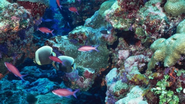 Снимка: Pixabay