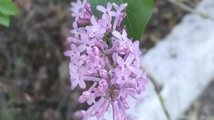 Снимка Фейсбук