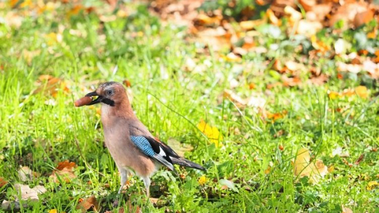 Снимка: БГНЕС