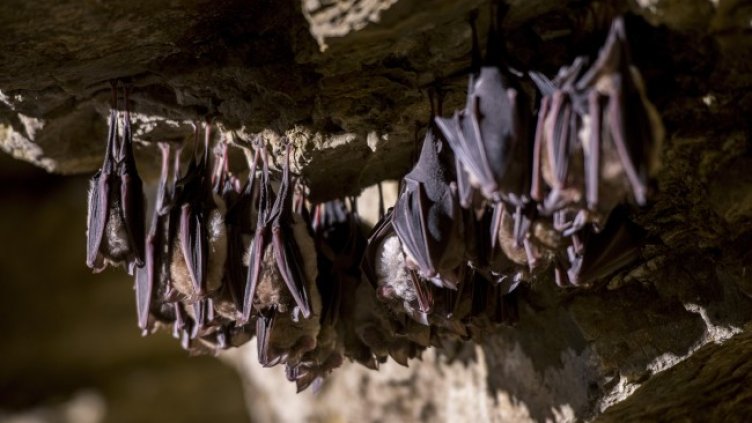 Снимка: архив, БГНЕС