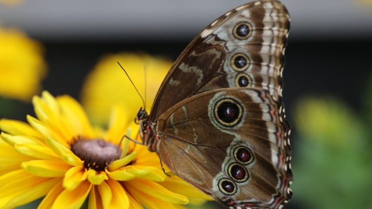 Снимка: БГНЕС/ EPA