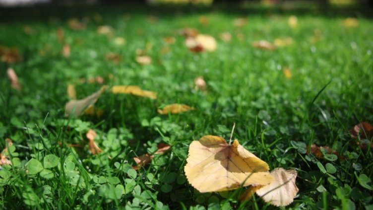 Снимка БГНЕС, архив