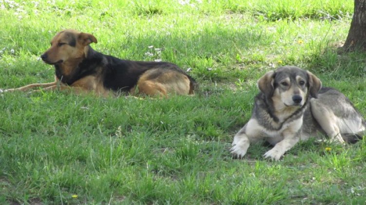 Снимка: Pixabay