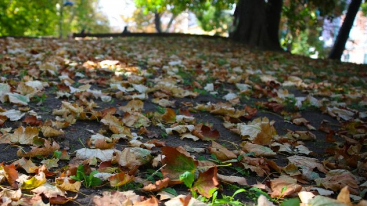 Снимка БГНЕС