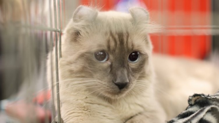 В кадър: Интересни и редки породи котки