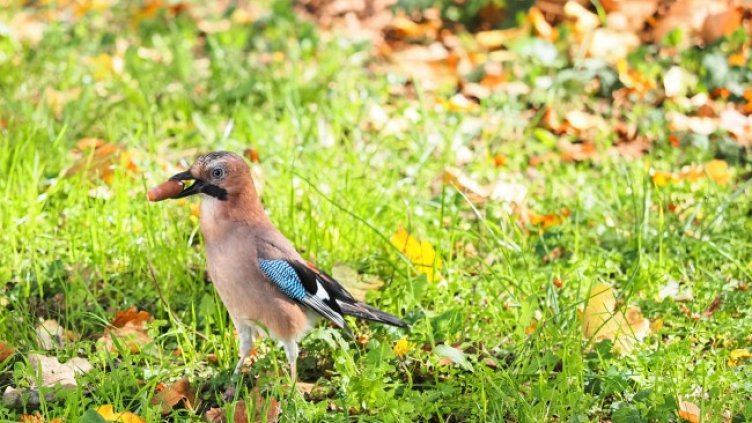 Снимка: БГНЕС