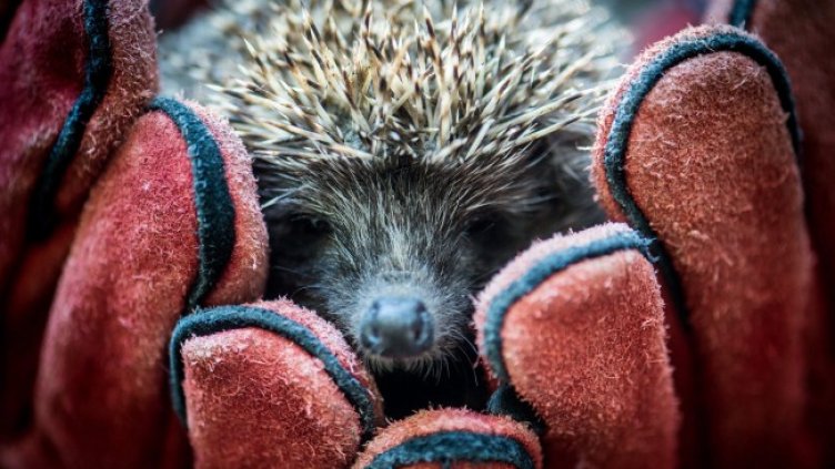 Снимка: архив, БГНЕС