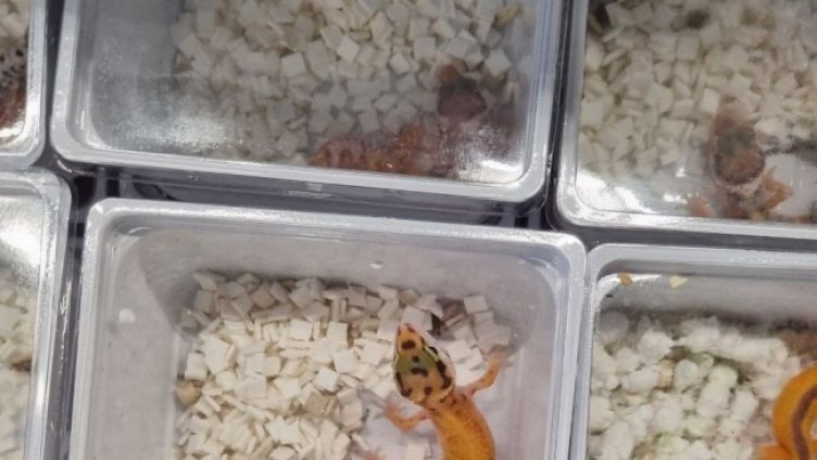 Снимка: Агенция "Митници"