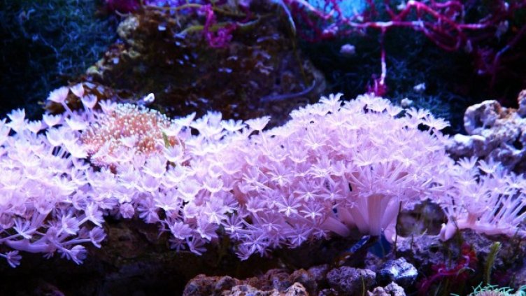 Снимка: Pixabay