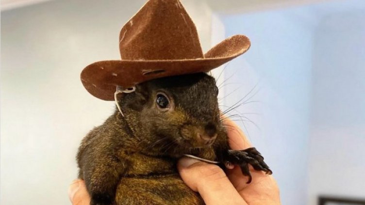 Катерицата Фъстък. Снимка: Instagram