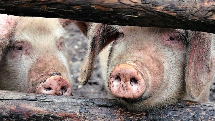 Снимка: Pixabay