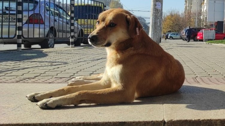 Снимка: БГНЕС, архив