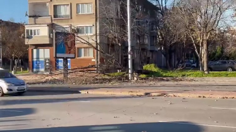  Силен вятър нанася щети в Пловдив, има изтръгнати дървета ВИДЕО
