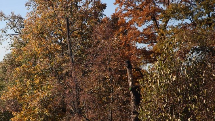 Снимка: архив, БГНЕС