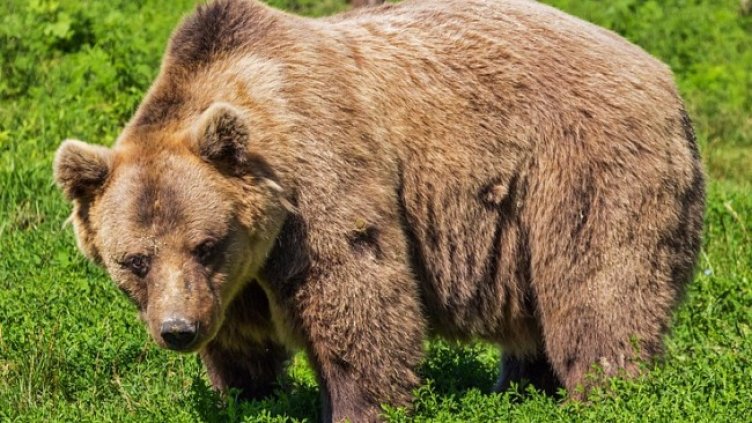 Снимка: Pixabay