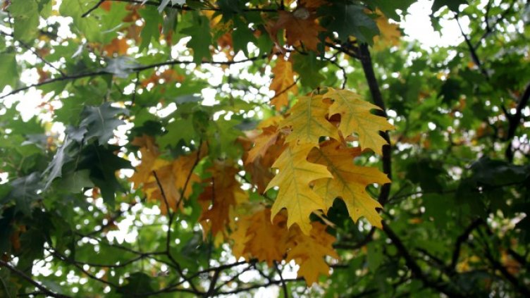 Снимка БГНЕС, архив