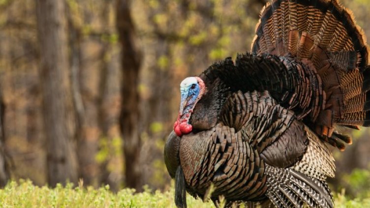 Снимка: iStock/Jens_Lambert_Photography