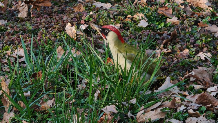 Снимка: архив, БГНЕС