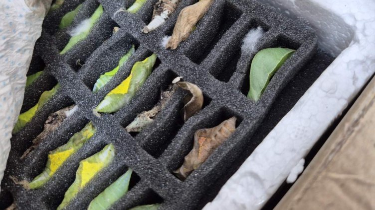 Агенция Митници