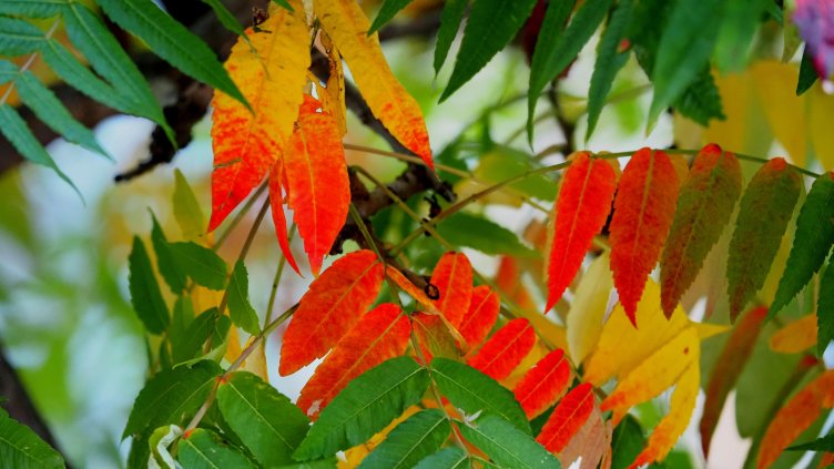 Снимка: архив, БГНЕС