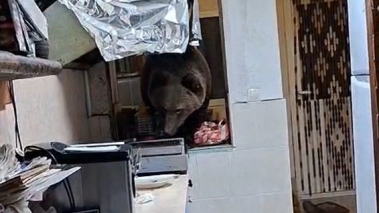 Вижте как мечка нахлу в къща за гости в Кресна и разгледа какво има в кухнята ВИДЕО