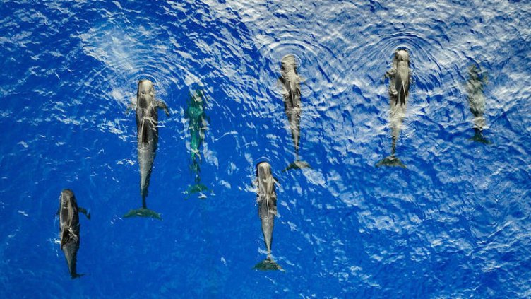 Снимка: Грийнпийс