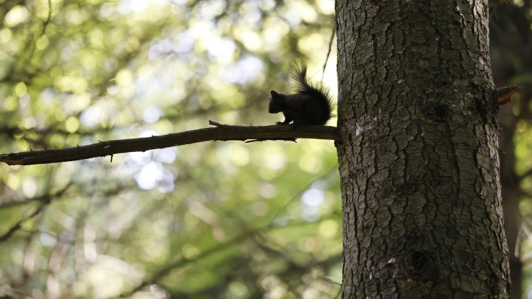 Снимка: архив, БГНЕС