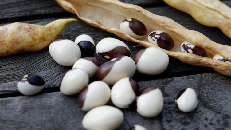 Снимка на natureconcept от Pixabay