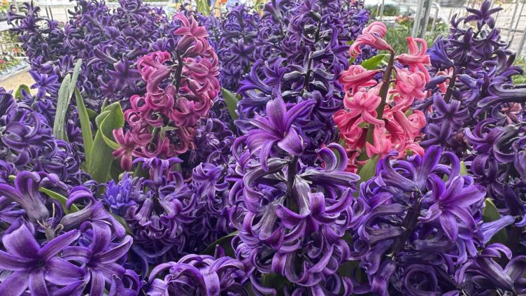 Снимка: архив, БГНЕС