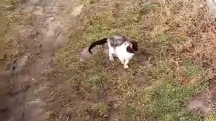 Фрапиращи ваши сигнали: Деца осакатяват животни и още... жестокости