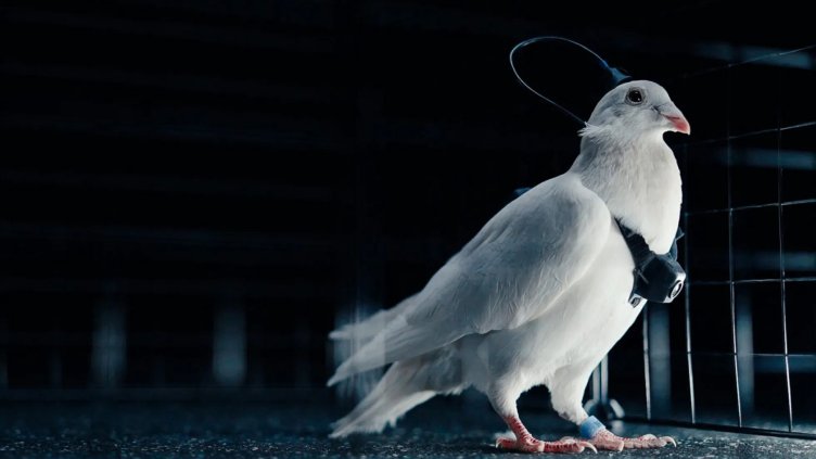 Руска компания, свързана с дъщерята на Путин, създава... дронове от гълъби 