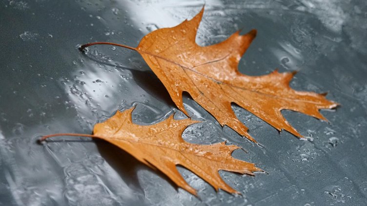 Снимка: архив, БГНЕС