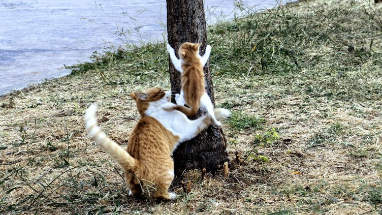 Снимка: архив, БГНЕС