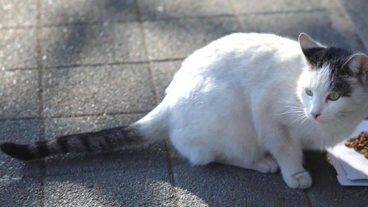 Снимка: архив, БГНЕС