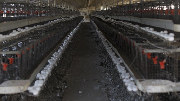 Снимка: архив, БГНЕС