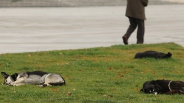 БГНЕС, архив